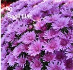 90 Baoli Lilac
