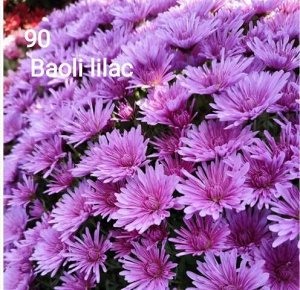 90 Baoli Lilac