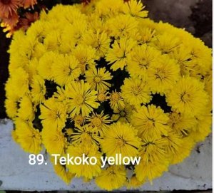 89 Tekoko Yellow