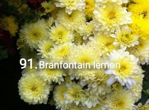 91 Branfountain Lemon