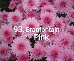 93 Branfountain Pink