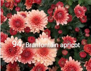 94 Branfountain Apricot