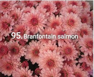 95 Branfountain Salmon