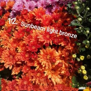 12 Sunbeam light bronze