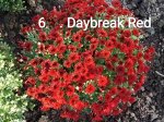 6 Daybreak Red