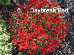 6 Daybreak Red