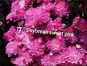 7 Daybreak Sweet Pink