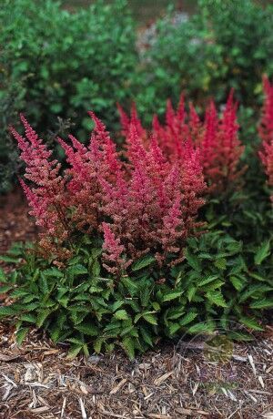 Astilbe chinensis Veronica Klose