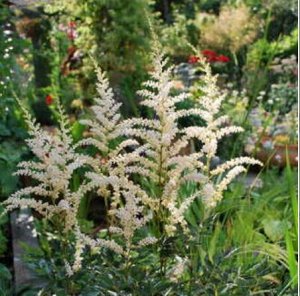 Astilbe simplicifolia Darwin's Snow Sprite