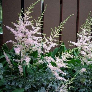 Astilbe simplicifolia Hennie Graafland