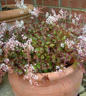Astilbe simplicifolia Inshriach Pink