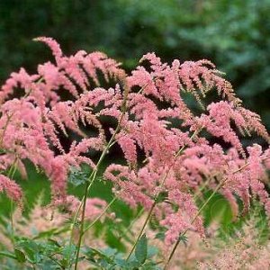 Astilbe thunbergii Straussenfeder