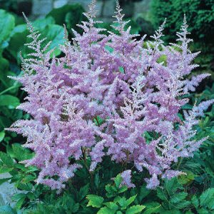 Astilbe  Lavender