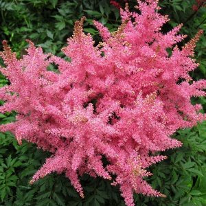 Подворье Астильба  Pink