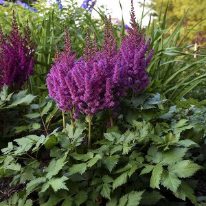 Astilbe  Purple