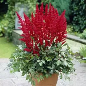 Astilbe  Red