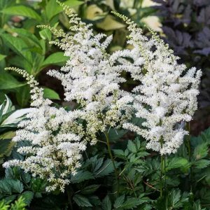 Astilbe  White