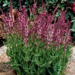 +Сальвия nemorosa Rose Queen