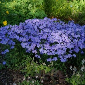 Policvet +Флокс divaricata Blue Moon