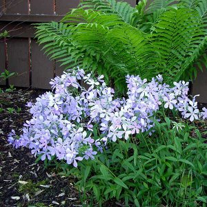 Флокс Phlox divaricata Clouds of Perfume