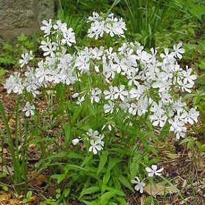 Флокс Phlox divaricata May Breeze
