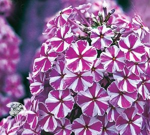 Флокс maculata Natascha