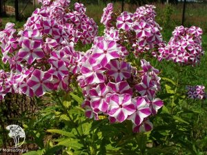 Флокс maculata Natascha