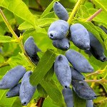 Жимолость камчатская Сластена