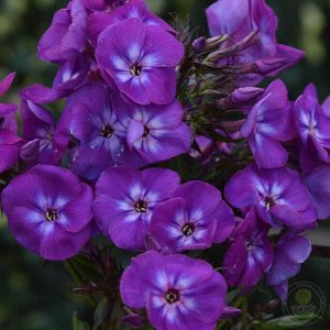 ждем ++++Флокс paniculata Adinda ® Trademark