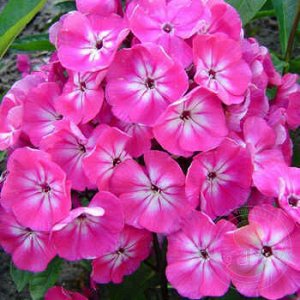 Phlox paniculata Alexandra