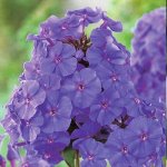 Флокс paniculata Amethyst