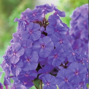 Флокс paniculata Amethyst