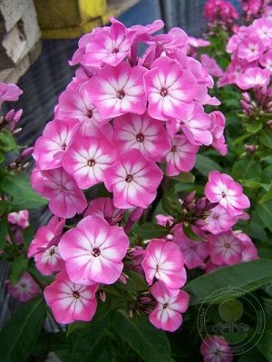 Phlox paniculata Anastasia