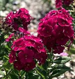 ЖДЕМ +Флокс paniculata Bambini Cherry Crush ® PBR