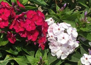 43 Флокс paniculata Bambini Cherry Crush ® PBR
