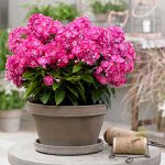 +Флокс paniculata Bambini Sweet Tart ® PBR