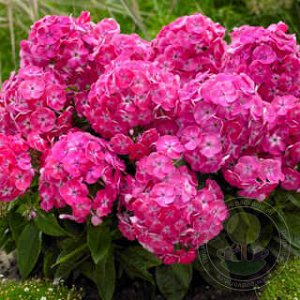 +Флокс paniculata Bambini Sweet Tart ® PBR