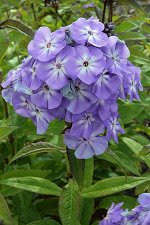 +Флокс paniculata Blue Boy