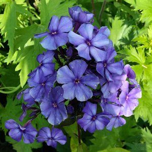 ++Флокс paniculata Blue Paradise