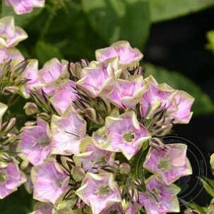 Флокс Phlox paniculata Bold and Beautiful