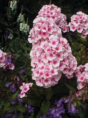 +Флокс paniculata Bright Eyes
