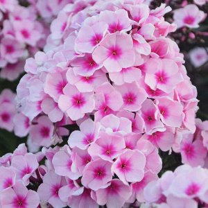 +Флокс paniculata Brilliant Eyes