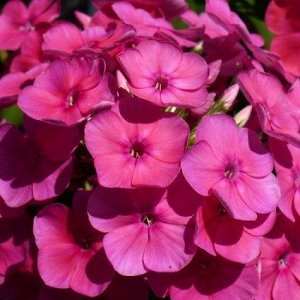 Phlox paniculata Candy Floss