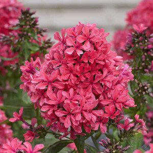 +Флокс paniculata Cleopatra ® PBR