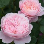Роза Розалинд (Английская) 1шт (Сиб сад)