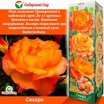 Роза Сахара (Шраб) 1шт (Сиб сад)