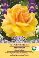 Роза Купферкенигин (Чайно-гибридная) 1шт (Сиб сад)
