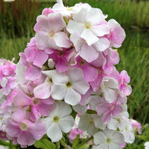 Флокс paniculata Cool Water ® PBR