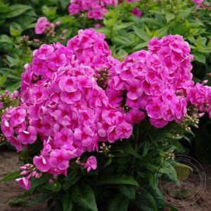 Phlox paniculata Cosmopolitan