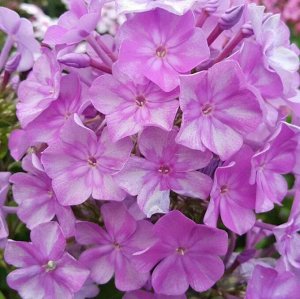 Phlox paniculata Eden's Smile